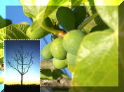 Luke 21 Barren Fig Tree Parable Sermon